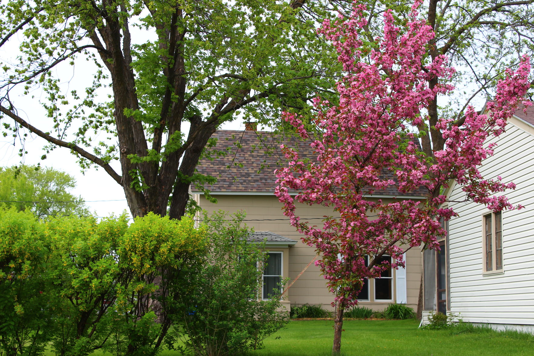 Apple Blossoms of Alexandria